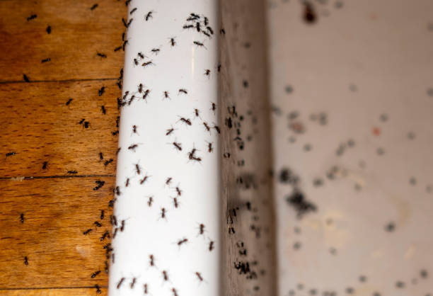 Best Best Pest Control Companies  in Molalla, OR